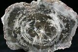 Petrified Wood End-Cut - Chinle Formation, Utah #22980-3